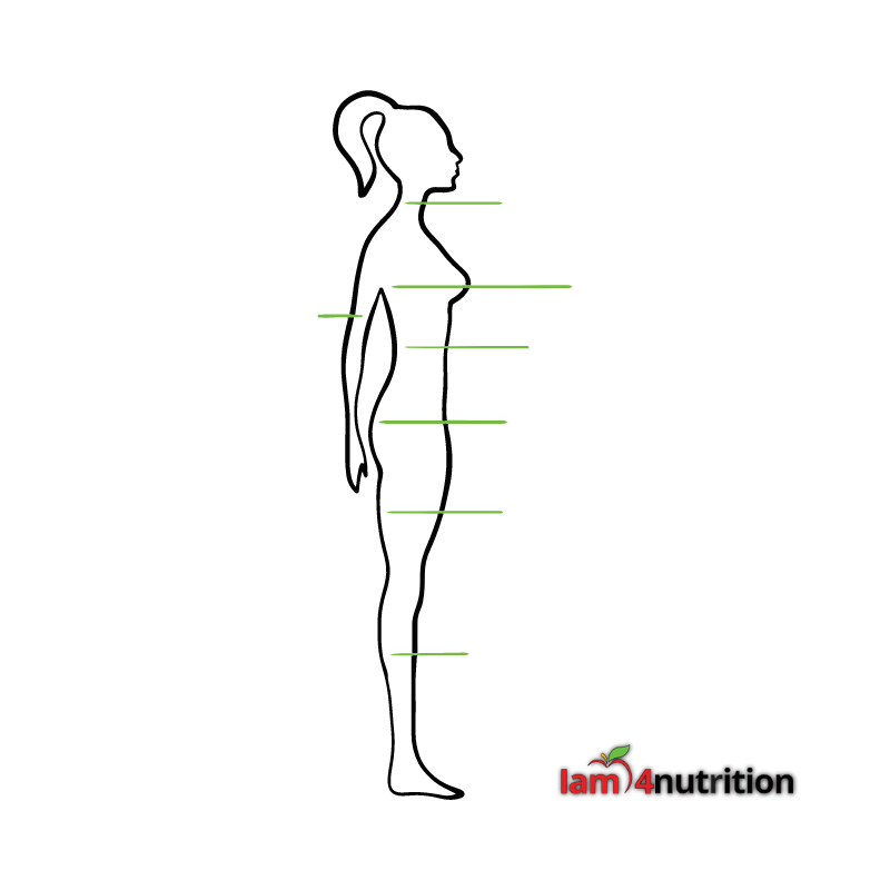 fat distribution estimation